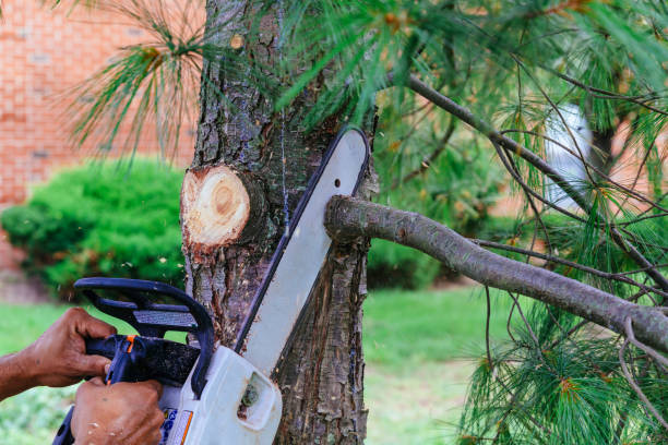 Reliable Raleigh, NC Tree Services Solutions